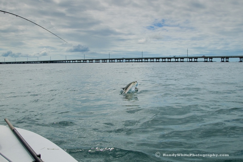 Bahia honda tarpon